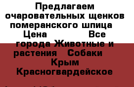 Предлагаем очаровательных щенков померанского шпица › Цена ­ 15 000 - Все города Животные и растения » Собаки   . Крым,Красногвардейское